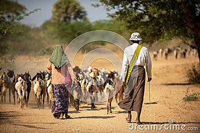 Burmese men and women drive their herds back to the farm in the afternoon Editorial Stock Photo