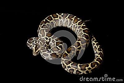 Burmese python Stock Photo