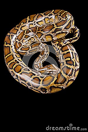 Burmese python isolated on black Stock Photo