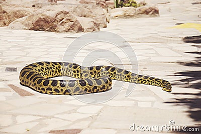 Burmese Python,Python bivittatus on stone background Stock Photo