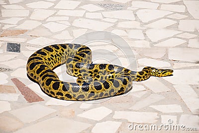 Burmese Python,Python bivittatus on stone background Stock Photo