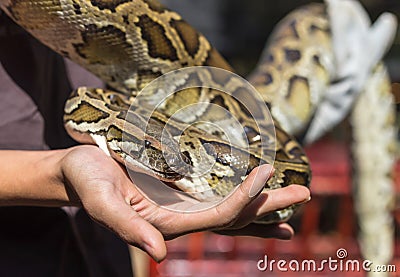 Burmese python,python molurus, python bivittatus. Stock Photo