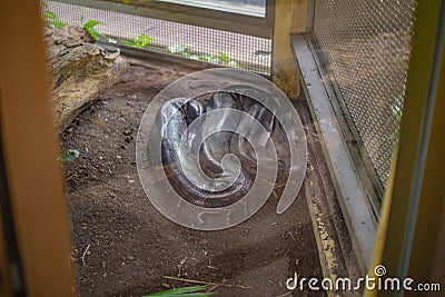 Burmese Python Snake on the Floor in the mirror Cage at Thailand Snake Farm Bangkok Stock Photo
