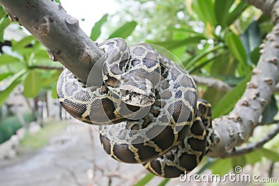 Burmese python. Stock Photo