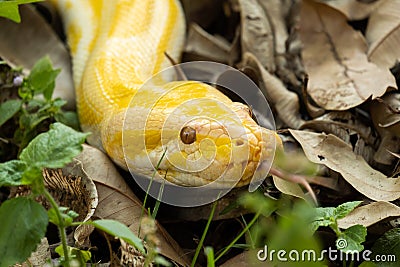Golden Python Stock Photo