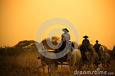 Burmese rural road, two white cows pulling a wooden cart Editorial Stock Photo
