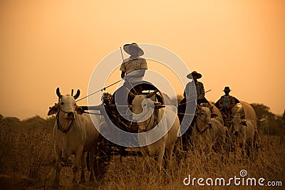 Burmese rural road, two white cows pulling a wooden cart Editorial Stock Photo