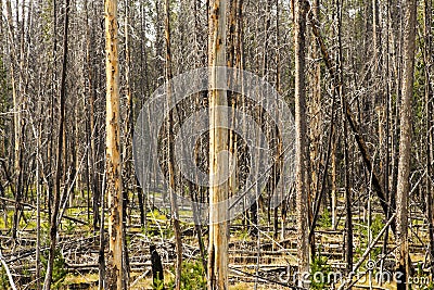 Burn Area in Yellowstone National Park, Wyoming Stock Photo