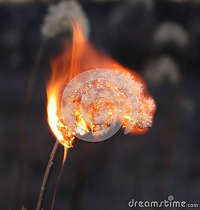 Burn dead plant Stock Photo