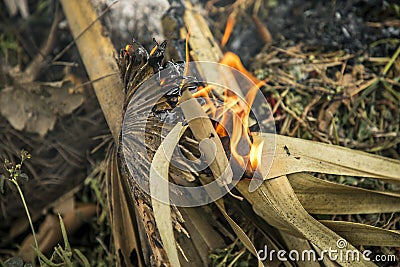 burn fire green and dry coconut tree leaf in garden, Closeup Stock Photo