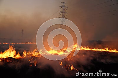 Burn rice Stock Photo