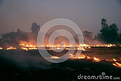 Burn rice Stock Photo