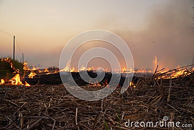 Burn rice Stock Photo