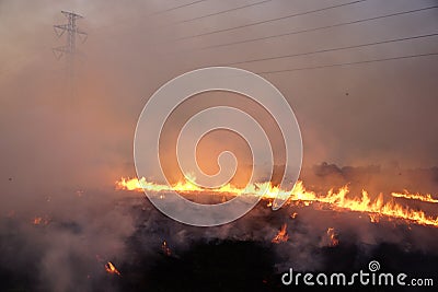 Burn rice Stock Photo