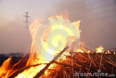 Burn rice Stock Photo