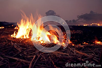 Burn rice Stock Photo