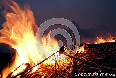 Burn rice stubble with flames Stock Photo