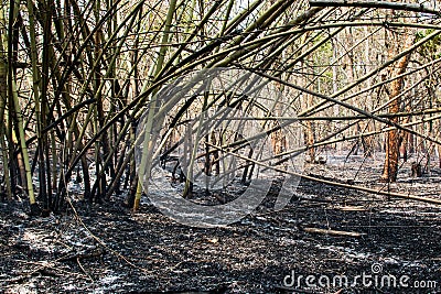 Burned of bamboo area. Stock Photo