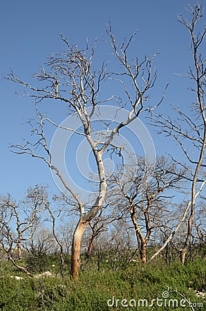 Burned down trees in the forest Stock Photo
