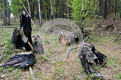 Burned and felled trees in the forest. Mismanagement and waste. Stock Photo