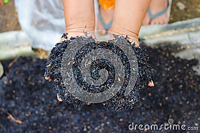 Burned husk (sekam bakar) on hand. Composting and gardening concept Stock Photo