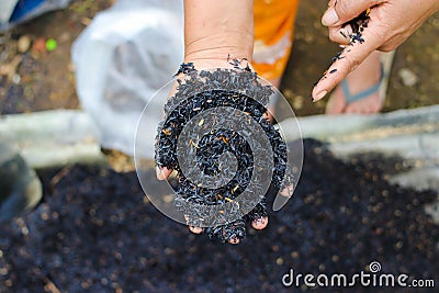 Burned husk (sekam bakar) on hand. Composting and gardening concept Stock Photo