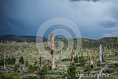 Burned trees from a California forest fire in the Inyo National Forest, near Devils Postpile National Monument in Mammoth Lakes, Stock Photo