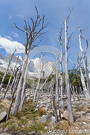 Burned woodland, French Valley, Torres del Paine, Chile Stock Photo