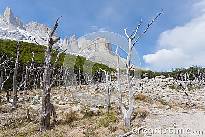 Burned woodland, French Valley, Torres del Paine, Chile Stock Photo