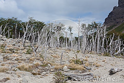 Burned woodland, French Valley, Torres del Paine, Chile Stock Photo