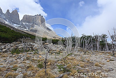 Burned woodland, French Valley, Torres del Paine, Chile Stock Photo