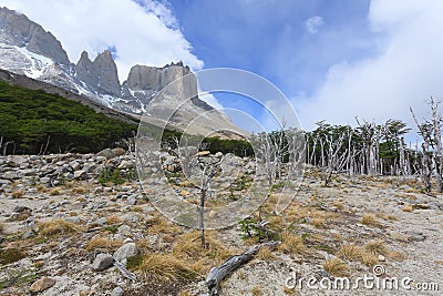 Burned woodland, French Valley, Torres del Paine, Chile Stock Photo