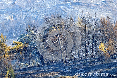 Burned woodland stretch at Greece Stock Photo