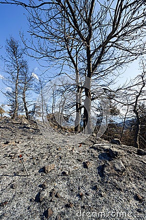 Burned woodland stretch at Greece Stock Photo