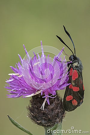 Burnett moth on southampton common Stock Photo