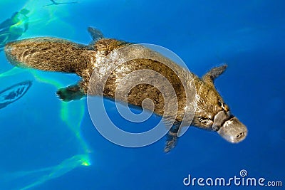 Burnie, Tasmania, Australia: March 2019: Platypus Ornithorhynchus anatinus sviming in the blue river Stock Photo