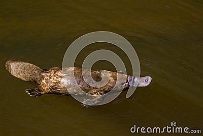 Platypus Ornithorhynchus anatinus sviming in the river. Stock Photo