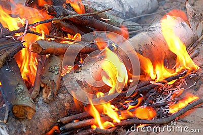 Burning bonfire in forest camping and burning birch in fire, closeup view. Stock Photo