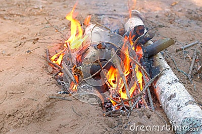 Burning bonfire in forest camping with woods and burning birch in fire. Stock Photo
