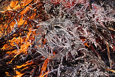 Burning bonfire and gray ashes from dry branches and grass. Stock Photo