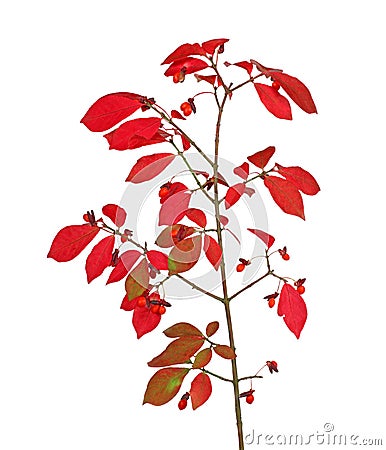 Burning Bush Stock Photo