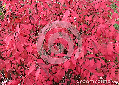 Burning Bush Background Stock Photo