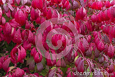 Burning Bush Stock Photo