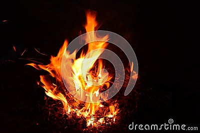 Burning Bush Night Stock Photo