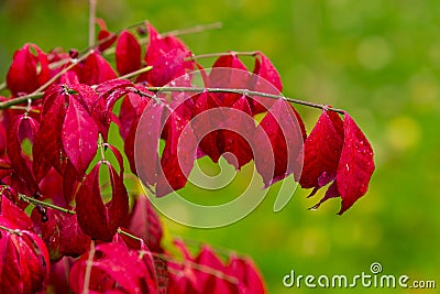 Burning Bush Stock Photo