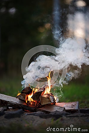 Burning campfire, birch forest in the background Stock Photo