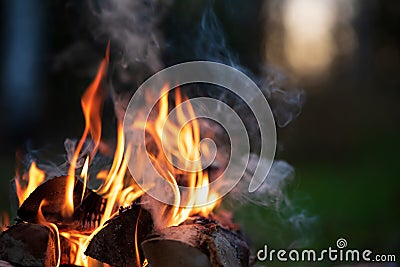 Burning campfire, birch forest in the background Stock Photo