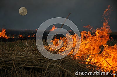 Burning field Stock Photo