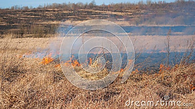 Burning field, old dry grass on fire at spring Stock Photo