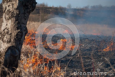 Burning field, old dry grass on fire at spring Stock Photo